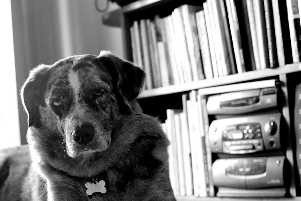 Felix, the Media Critic