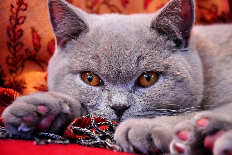 Grey fur lilac grey