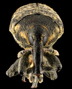 Larinus, U, Face, Lake Michigan 2014-01-17-11.31.56 ZS PMax photo