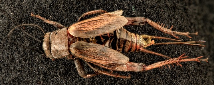 Gryllus species, U, Back, MD, PG County 2013-08-07-18.05.37 ZS PMax
