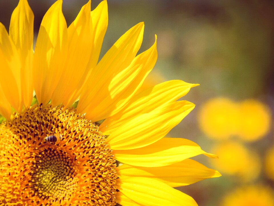 Yellow flower wildlife