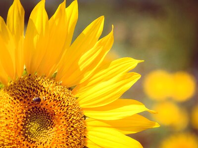 Yellow flower wildlife photo