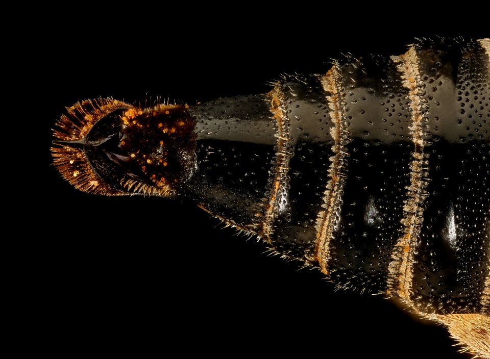 Coelioxys obtusiventris, f, hind end, Clark Co., Rose Pond, CA 2016-03-02-11.47