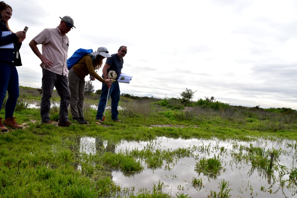 Vernal pool site in Otay Mesa, California