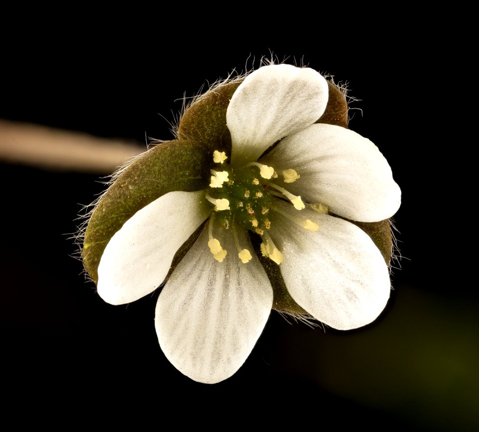 Hepatica nobilis var. obtusa, Roundlobe Hepatica, Howard County, MD, Helen Lowe Metzman 2017-05-26-20.21