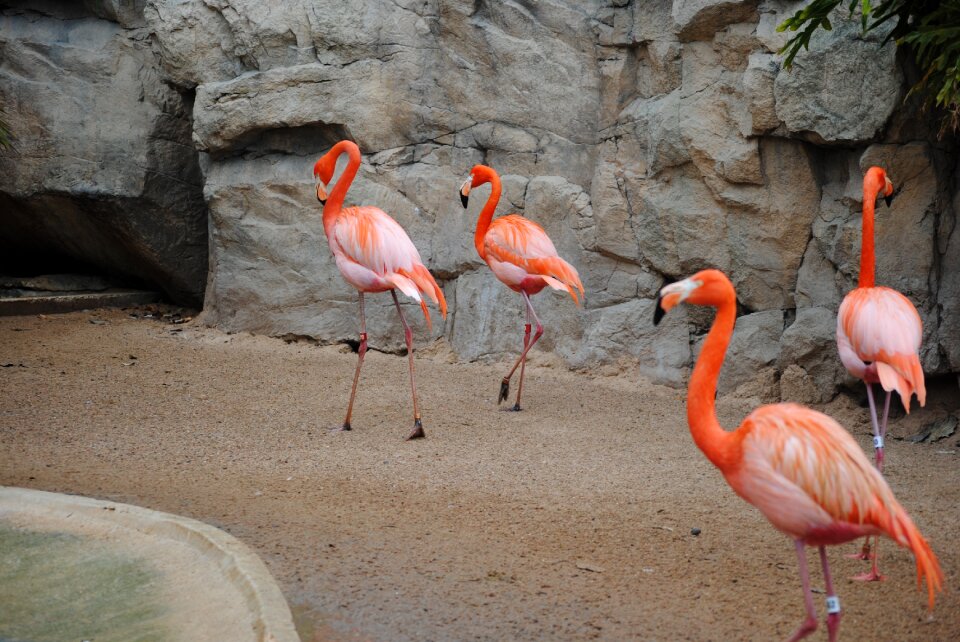 Animal nature wildlife