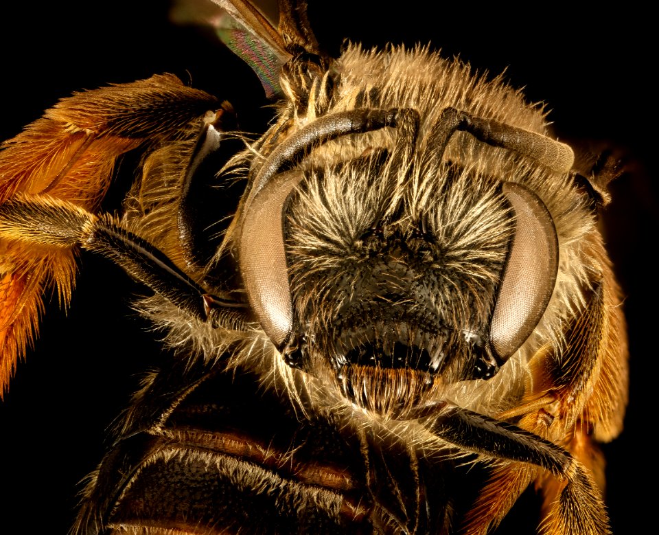 Lasioglossum channelense, f, face, California, Santa Barbara Co 2015-11-24-10.37