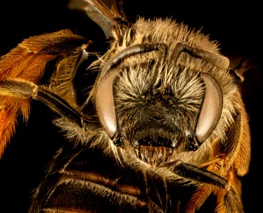 Lasioglossum channelense, f, face, California, Santa Barbara Co 2015-11-24-10.37