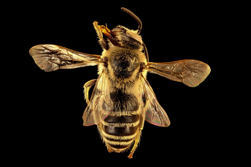 Colletes robertsonii, male, back, Pennington Co., SD 2018-08-10-16.08.37 ZS PMax UDR