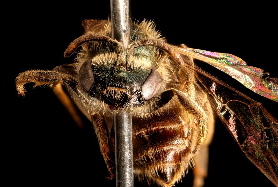 Lasioglossum , f, face, Humboldt Co. CA 2016-04-16-00.19