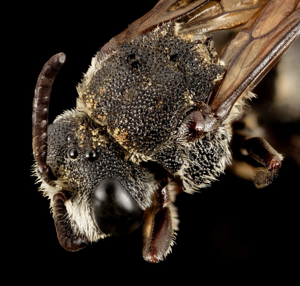 aglaoapis tridentata, f, back 2014-11-01-22.55.27 ZS PMax