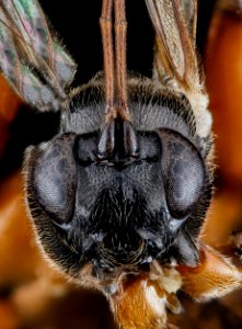 Ichneumonid Wasp, F, face, New York, Suffolk County 2013-02-08-16.36.54 ZS PMax photo