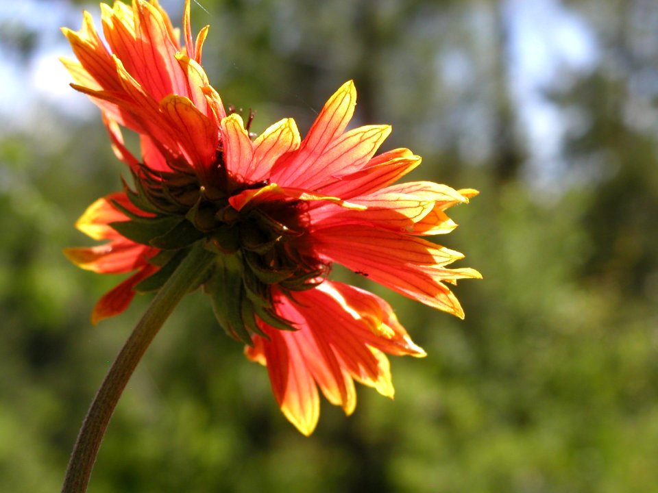 Spring Flowers From Strawberry