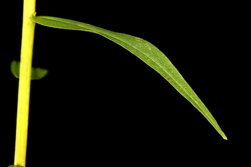 Solidago odora 3, Sweet Goldenrod, Howard County, Md, Helen Lowe Metzman 2019-03-22-14.05.53 ZS PMax UDR