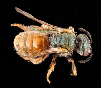Lasioglossum nymphale, back 2012-07-31-17