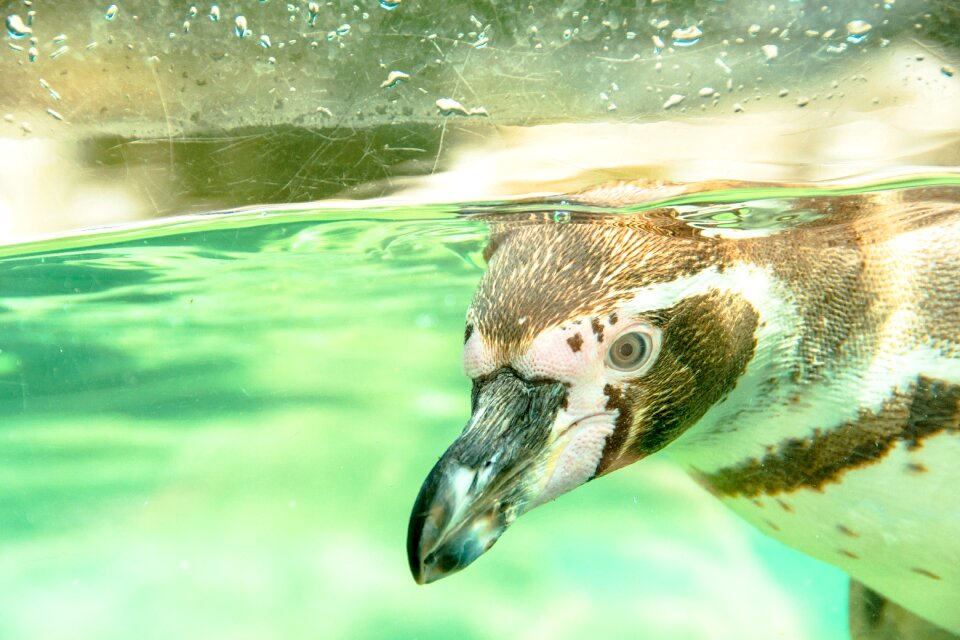 Cute curious recovered