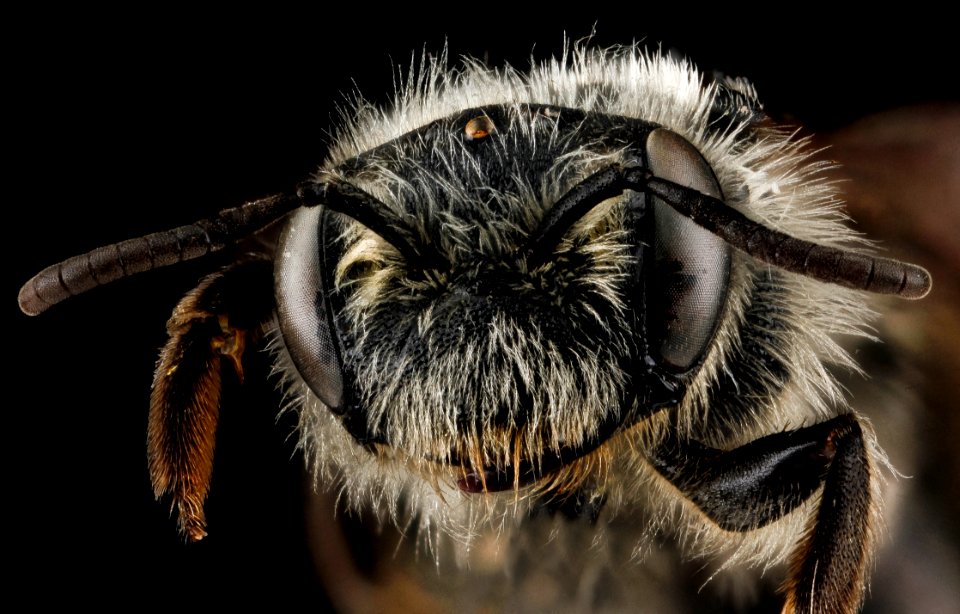 Andrena pallidiscopa, female, face 2012-08-08-17.05.47 ZS PMax