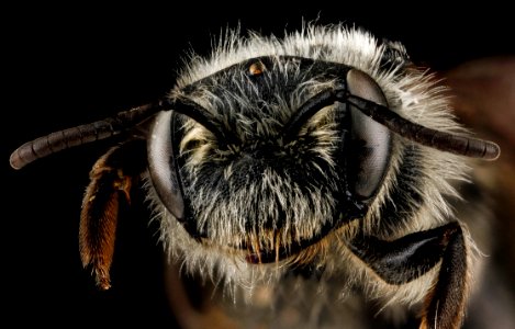 Andrena pallidiscopa, female, face 2012-08-08-17.05.47 ZS PMax photo