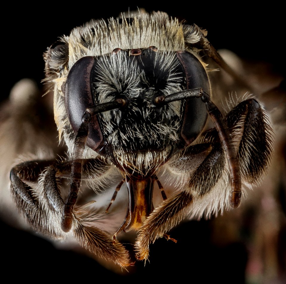 Exomalopsis pulchella, face 2012-06-28-16.18.30 ZS PMax