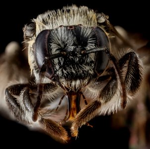 Exomalopsis pulchella, face 2012-06-28-16.18.30 ZS PMax photo