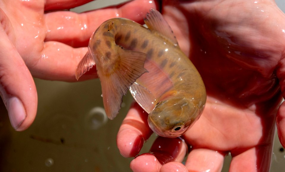 Paiute cutthroat trout is a federally threatened species