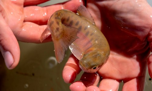 Paiute cutthroat trout is a federally threatened species