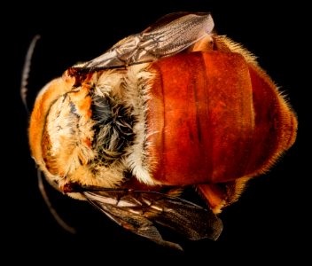 Centris errans, F, back2, San Salvador Island, Bahamas 2012-11-13-14.18.02 ZS PMax photo