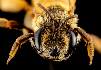 Andrena israel, f, israel, face 2014-10-11-15.48.31 ZS PMax photo