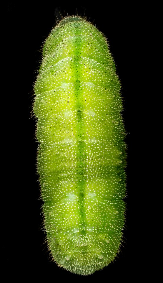 Karner blue butterfly, U, back, Indiana 2013-04-23-14.20.59 ZS PMax photo