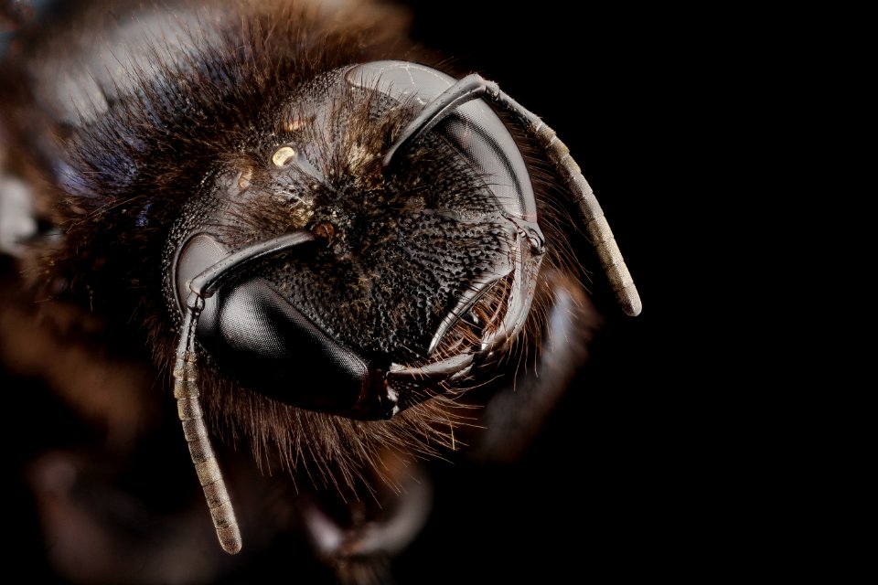 Xylocopa balck violetwing, f, kyrgystan, angle 2014-08-09-18.24.33 ZS PMax photo