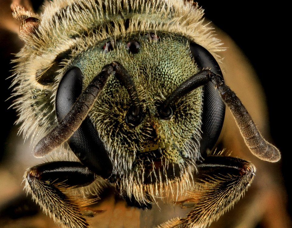 Lasioglossum versatum, F, face, MD, Cecil County 2013-07-08-18.13.27 ZS PMax