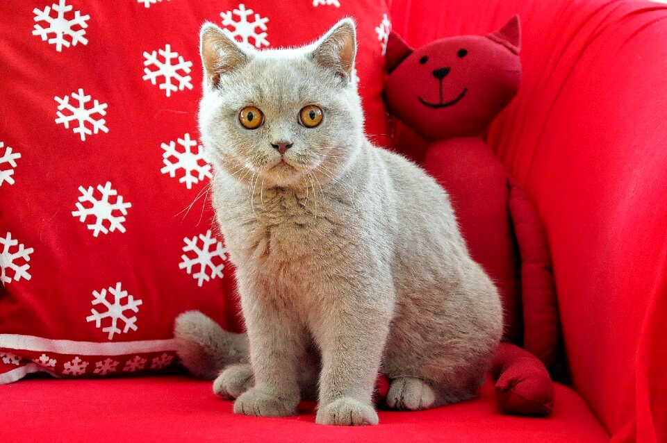 Young cat grey lilac
