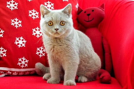 Young cat grey lilac