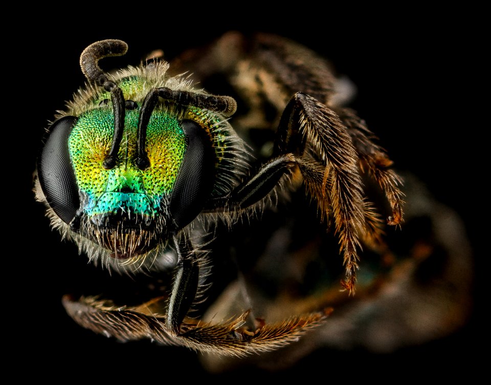 L havanense, F, face, Dominican Republic 2012-12-11-14.59.44 ZS PMax