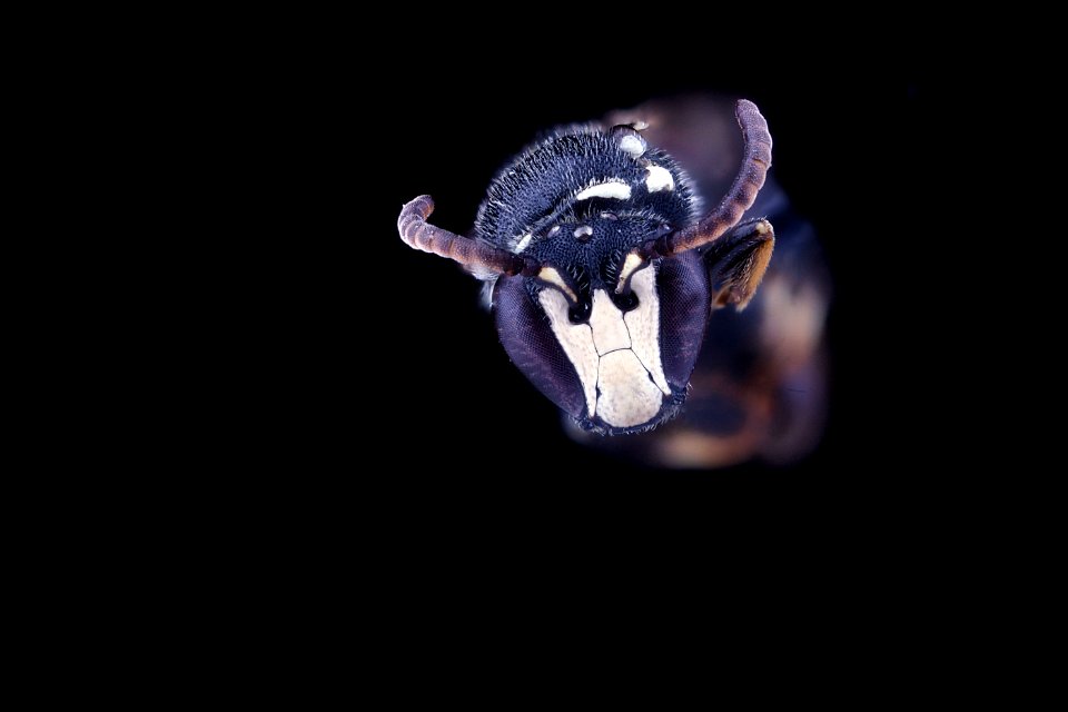 Hylaeus leptocephalus, male, face
