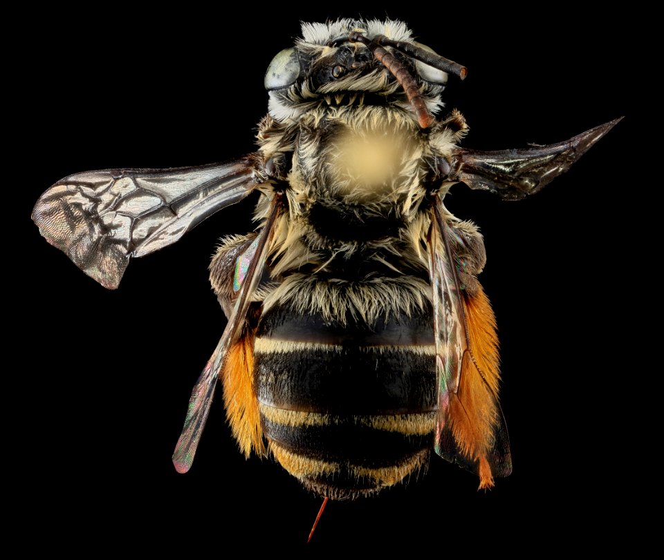 Melissodes trifasciata, F, Back, Puerto Rico 2013-07-03-15.31.43 ZS PMax photo