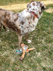 Where's that Fox Toy?