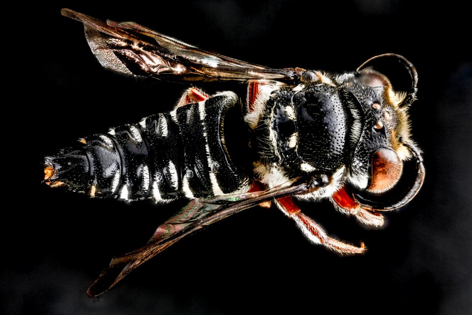 Coelioxys vigilans, M, top, Dominican Republic 2012-10-09-11.32.28 ZS PMax