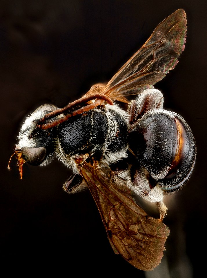 Nomia maneei, M, back1, Carolina Sandhills  NWR, SC 2012-11-08-15.59.48 ZS PMax
