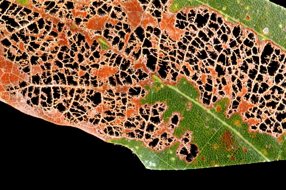 Eaten-Leaf-White-oak-Far-Away 2012-08-02-15.53.06-ZS-PMax