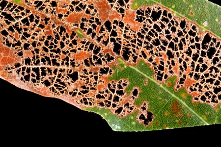 Eaten-Leaf-White-oak-Far-Away 2012-08-02-15.53.06-ZS-PMax photo