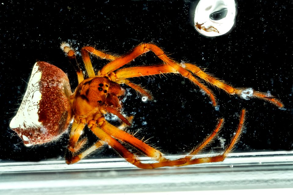 Verrucosa arenata, Patuxent 2012-10-03-16.45