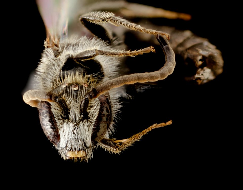 Lasioglossum inconditum, M, Face, WY, Lincoln County 2014-07-14-18.01