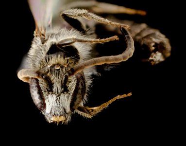 Lasioglossum inconditum, M, Face, WY, Lincoln County 2014-07-14-18.01
