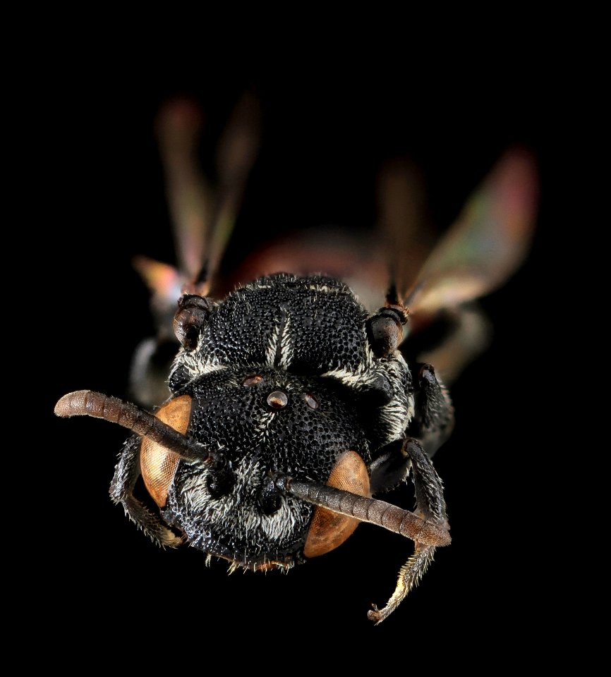Holcopasites calliopsidis, M, Face, MD, Carroll County 2013-07-24-15.23.22 ZS PMax