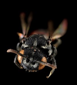 Holcopasites calliopsidis, M, Face, MD, Carroll County 2013-07-24-15.23.22 ZS PMax