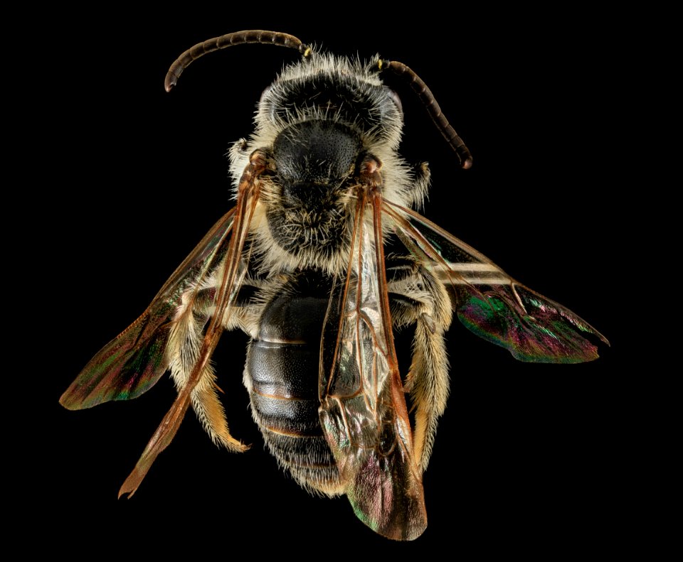 Andrena cressonii, Male, Back, Maryland 2013-05-31-18.10