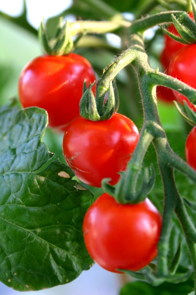 Delicious vegetables garden