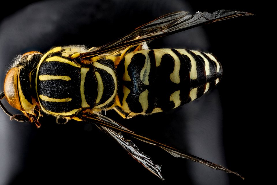 Sand Wasp, F, back, Guantanamo Bay 2012-09-21-14.22.35 ZS PMax