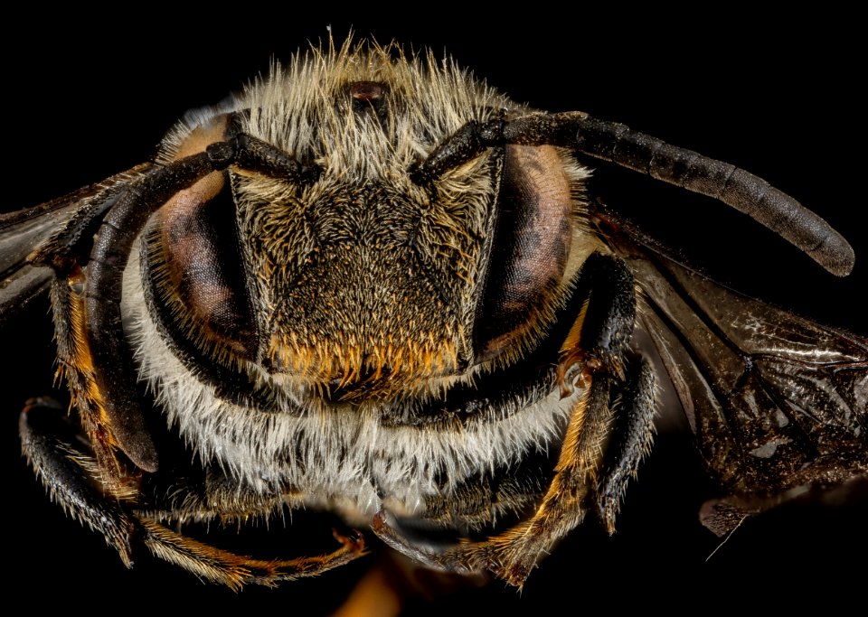 Coelioxys sodalis, F, face, Maine, Hancock County 2013-03-15-14.10.58 ZS PMax